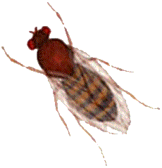 Obstfliegen (Drosophila )